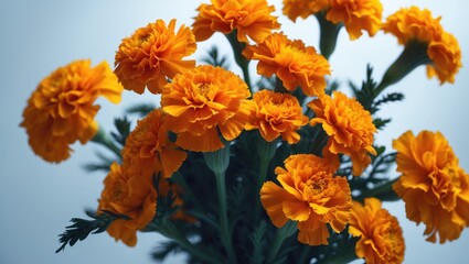 Background featuring isolated Marigolds