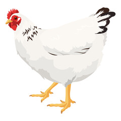 PNG chicken sticker, white hen illustration, transparent background