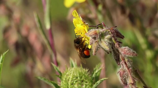 Apis mellifera con las canastas de polen o corb&iacute;cula llenas de polen naranja, Espa&ntilde;a
