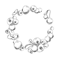 Cranberry lingonberry on branch with green leaves, ripe forest berry wintergreen bearberry teaberry cluster group, vector ink hand drawn. Isolated circle wreath frame. Farmers market, home preserves