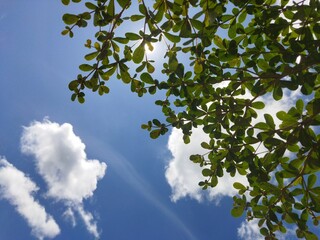 Beautiful blue sky and white clouds.