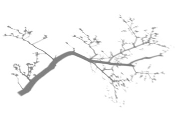 Obraz premium Tree branch png shadow effect, transparent background