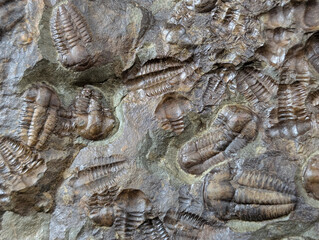 old trilobite fossil © jonnysek