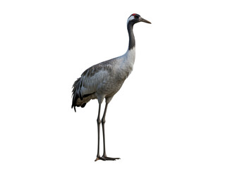 Obraz premium Elegant Demoiselle Crane Bird Image isolated on transparent background
