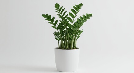 Fototapeta premium Zz plant in a white pot against a white background with green leaves and multiple stems visible