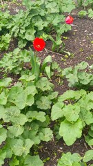 Beautiful red tulips in front of the house in the yard