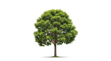 A single tree with green leaves and a brown trunk isolated against a white background in a studio shot