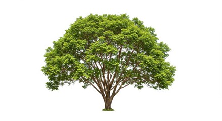 Fototapeta premium A single mature tree with a full green canopy isolated against a plain white background in a studio shot
