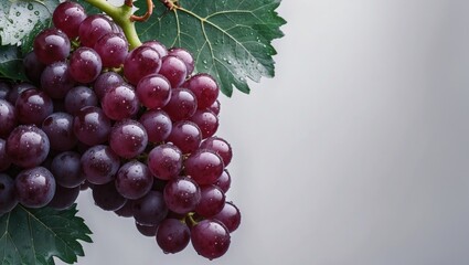 Fototapeta premium Small red table grape cluster featuring grape leaves wet with water droplets.