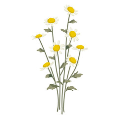 Fototapeta premium White flower png sticker, transparent background