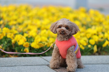 花壇を背景に記念撮影をするトイ・プードル