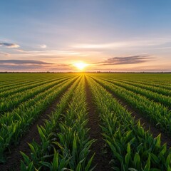 Cornfield at sunset