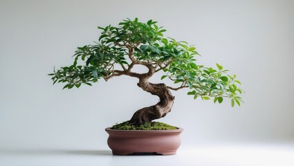 Unique shapes of an isolated green bonsai tree in a pot, set against a white background, symbolizing abstraction in life.