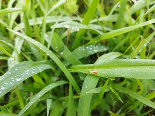 Small grasshopper in wet grass.
