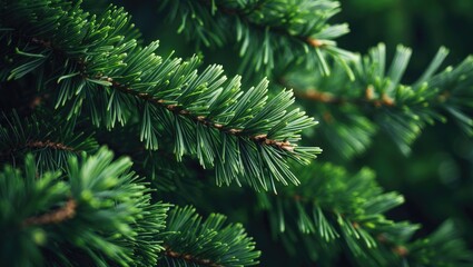 Fototapeta premium Detailed view of green pine tree branches with short needles against a green backdrop, needle texture close-up