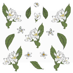 Lemon Blossom and Leaves Botanical Illustration, Citrus Flower Clipart Set