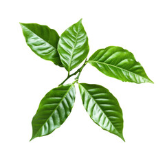 Obraz premium Fresh vibrant green coffee leaves