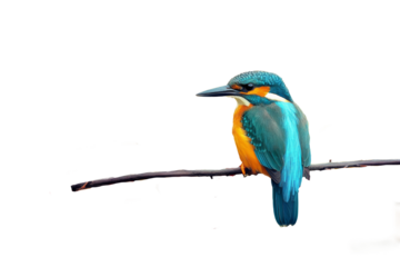 Colorful kingfisher bird perched on a branch isolated on transparent background.