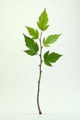 Obraz premium A single branch with unique shape and direction isolated against a plain background, contemporary, unique