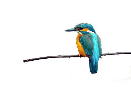 Colorful kingfisher bird perched on a branch isolated on transparent background.