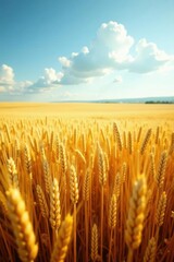 Vast expanse of ripe golden wheat bathed in sunshine , nature, abundance