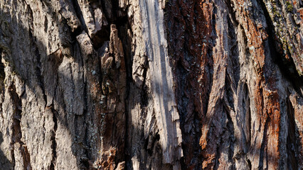 tree bark texture