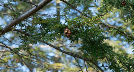 cone in the tree