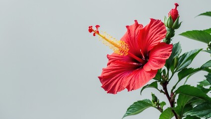 Red hibiscus flower set against a white backdrop