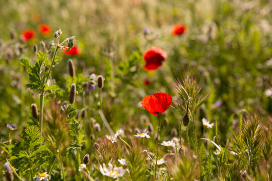 Coquelicots en fleurs en premier plan dans un champ ensoleill&eacute;