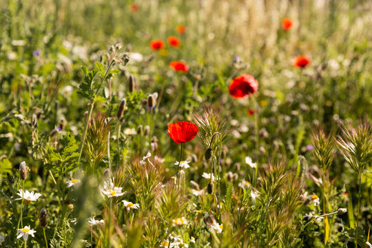 Champ de coquelicots plein cadre dans une prairie sauvage ensoleill&eacute;e