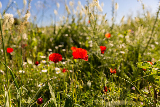 Champ de coquelicots dans une prairie ensoleill&eacute;e en premier plan et ciel bleu en arri&egrave;re plan