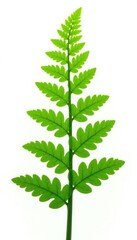 Green stem and leaves of a fern isolated against a white background, stem, green, botanical