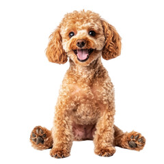 Adorable light brown poodle sitting, tongue out