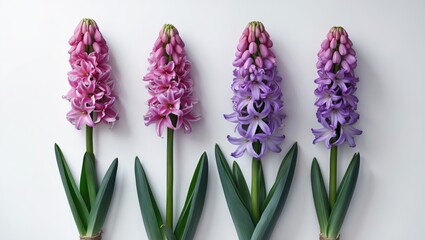 Fototapeta premium Pink hyacinth blooming process observed over days in isolation