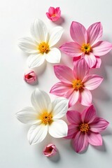 Fototapeta premium Delicate petals unfolding on a crisp white surface, flowers, clean