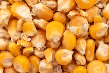 Dry corn kernels. Cereals. Grain background