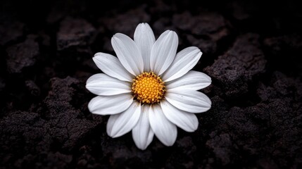 White flower with yellow center
