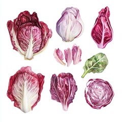 Watercolor Radicchio and Red Cabbage Still Life