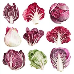 Watercolor Vegetable Medley of Red and Purple Lettuces on White Background