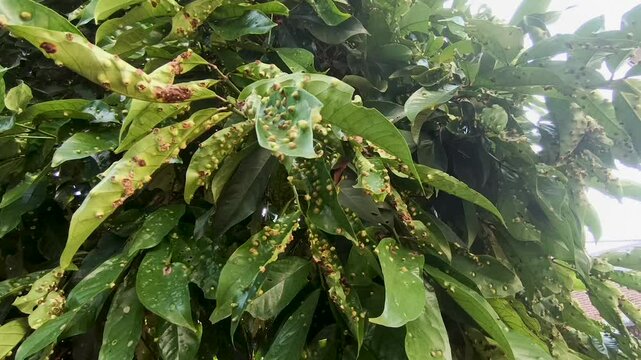 Growth of Bumps and galls covering green leaves. Jamaican guava leaves or Syzygium malaccense, Longan disease or leaf spot disease