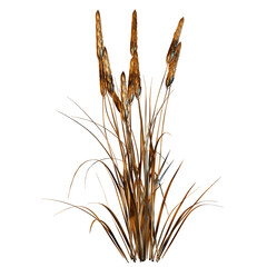 Fototapeta premium wheat, agriculture, grain, food, cereal, ear, plant, corn, isolated, bread, crop, barley, white, nature, seed, harvest, yellow, gold, rye, golden, ears, natural, summer, ripe, spike 