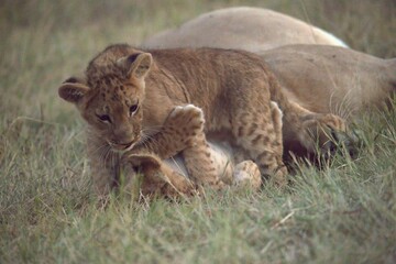 Fototapeta premium Lions cubs in wild savanna , Animal of africa