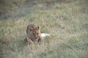 Obraz premium Lions cubs in wild savanna , Animal of africa