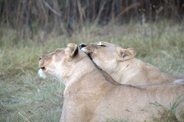 Lions cubs in wild savanna , Animal of africa