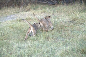 Lions cubs in wild savanna , Animal of africa