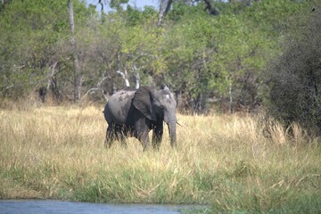 Fototapeta premium Elephant in wild savanna , Animal of africa