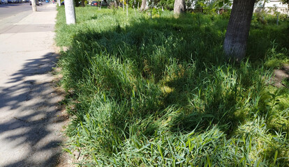Lush green grass growing on a sunny sidewalk in the city  
