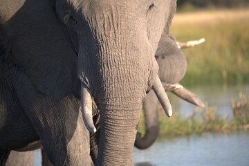 Elephant  in wild savanna , Animal of africa