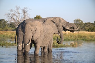 Obraz premium Elephant in wild savanna , Animal of africa