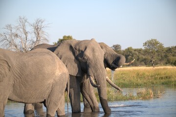 Obraz premium Elephant in wild savanna , Animal of africa